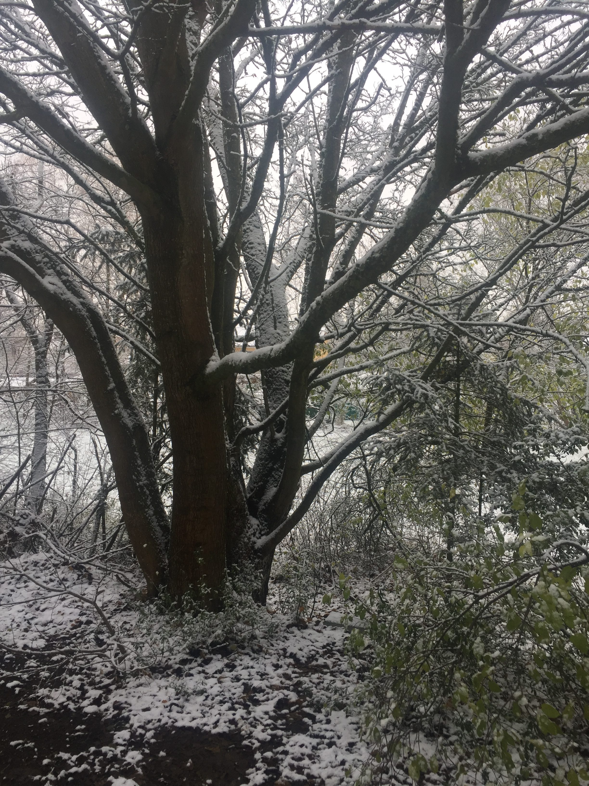 Familiäres Familiäres